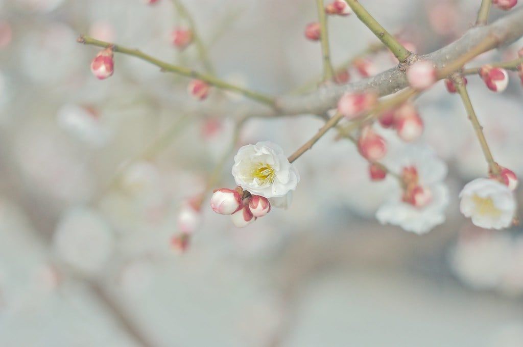 青空を背景に、細い枝で白い梅の花が開いている